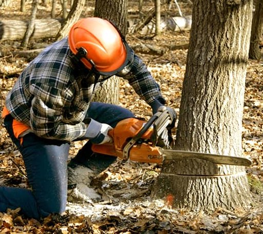Tree Removal in Mcdonald, TN